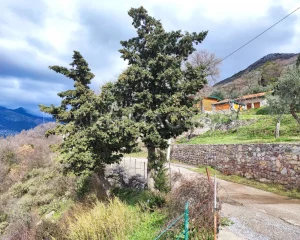 real-estate-for-sale-in- montenegro-with-sea-view