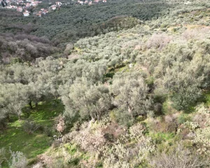 immobilien-zum-verkauf-in-montenegro-mit-meerblick