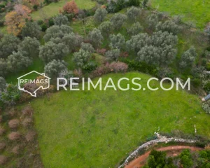 Flat surface with trees and olive trees surrounding the plot for sale in Dobra Voda, Bar.