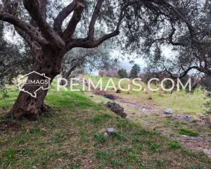 Olivenbäume auf einem Grundstück mit Meerblick in Dobre Vode, Montenegro, zum Verkauf