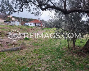 Olivenbäume auf einem Grundstück in Dobre Vode, Montenegro, zum Verkauf