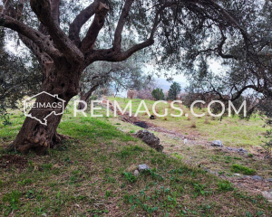 Olive trees on a plot with sea view in Dobre Vode, Montenegro, real estate for sale