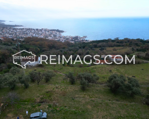 Large flat green area suitable for construction with olive trees and sea view in Dobre Vode, Montenegro, for sale