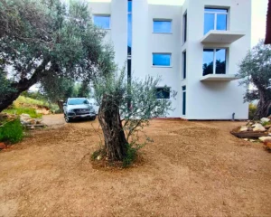 Geräumiges Grundstück um das Haus mit Olivenbäumen und Meerblick in Sutomore, Montenegro, zum Verkauf mit Pool