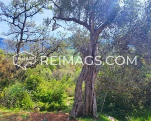 Property-for-sale-Bar-Montenegro